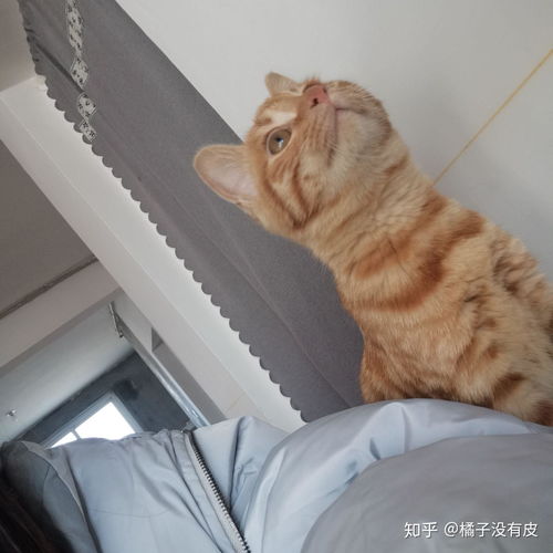  你见过最好看的橘猫长什么样
