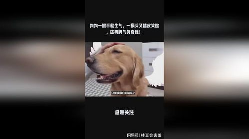  狗狗一握手就生气,一摸头又嬉皮笑脸,这狗脾气真奇怪