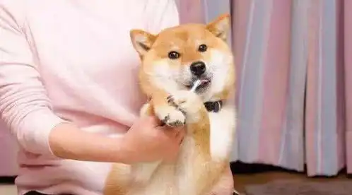 柴犬跳表情包刷牙