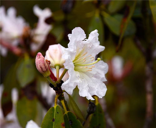  春季大凉山索玛花节布拖昭觉金阳索玛节人文民俗风情原生态风光摄影