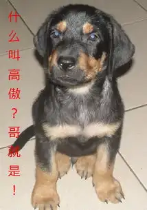  小狗的表情罗威篇宠物情缘powereddiscuz