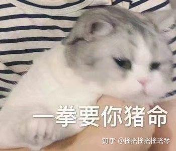  有哪些可爱的高糊小动物表情包