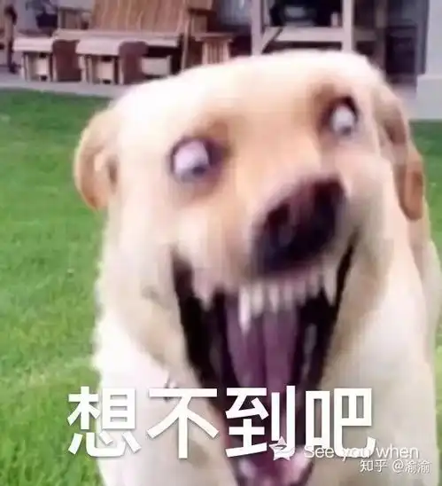 狗东西表情包狗子