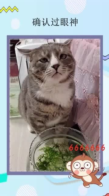  女子养了一只小猫咪,教育小猫咪的时候,小猫咪的表情太可爱了