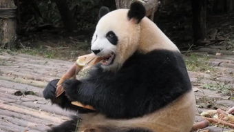  功夫熊猫
