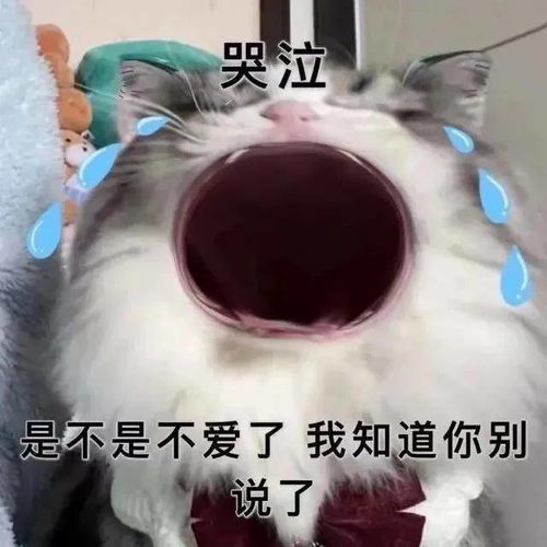  猫咪张大嘴哭表情包全集