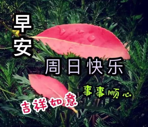  早晨安好一份好心情,是人生唯一不能被剥夺的财富,早晨好