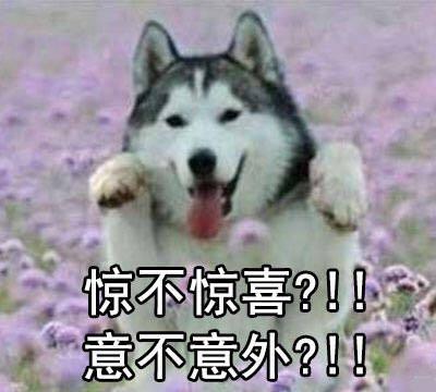 表情包是秋田还是柴犬哈