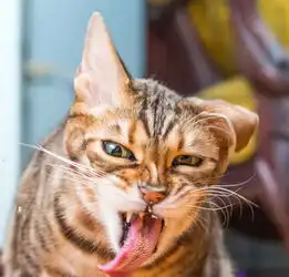  猫咪吃猫薄荷表情大合集吐舌打滚超可爱