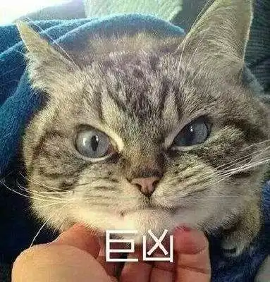  快看介里有喵星人出没
