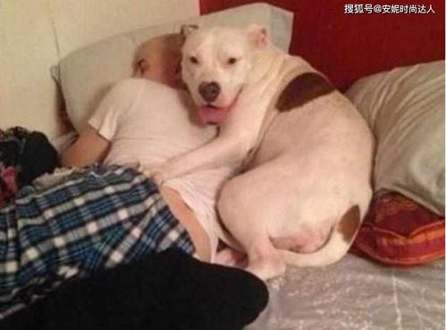  狗狗趁主人睡着后,偷偷伸出爪子摸屁股,摸完后还露出这个表情