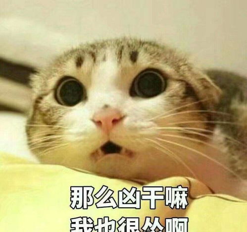 vibing猫表情包头像