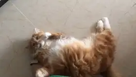  一根麻绳封印一只猫,多种方式开发狗化技能