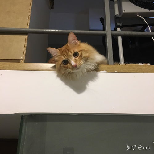  你见过最好看的橘猫长什么样