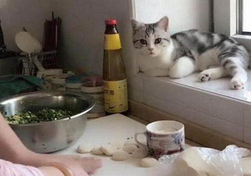  男友第一次来做客,猫咪全程监督老妈,真的感觉很好笑