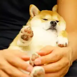  我的表情包,柴犬去世了