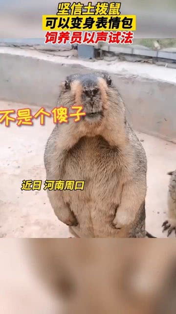  土拨鼠我觉得你叫的比我像表情包