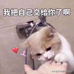 静态泡芙表情包猫咪