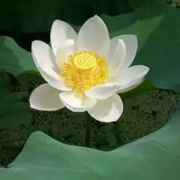 朗诵可否给我一段这样的时光