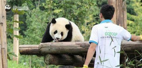  熊猫界的头号网红,知道叫什么名字吗让我们来认识一下吧蔓越莓