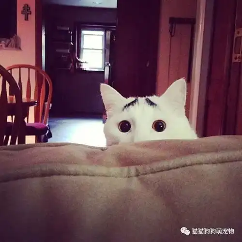  它们就是上帝创造出来的奇迹