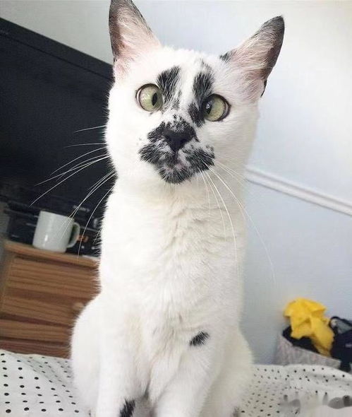  丑猫大赛来了这么丑的猫咪你见过吗