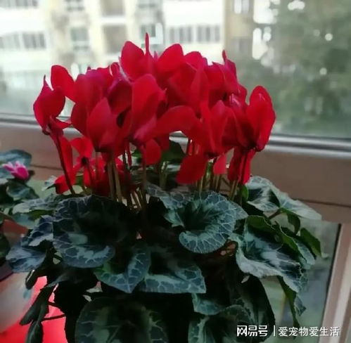  迎新年了,当然要养5种吉祥花,红红火火过大年