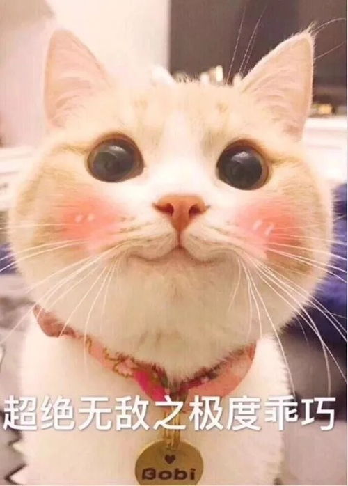  谁有猫猫狗狗的表情包啊治愈系的