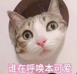  猫即将统治人类人为什么会吸猫上瘾