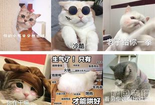  超级萌喵星人高清表情包大全超级萌喵星人表情素材v1.0