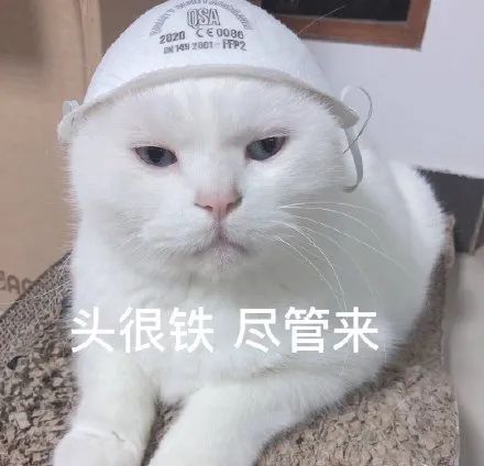  猫咪表情包干啥啥不行,睡觉第一名养猫