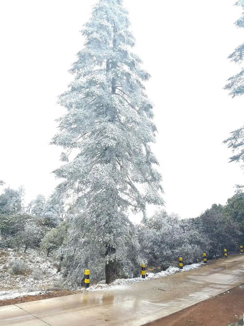  当格萨拉的索玛花遇上雪花,碰撞出了这样的景色