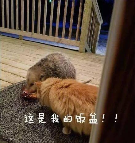  可怜小猫被外来的负鼠抢了饭盆,铲屎的真的不打算帮忙吗