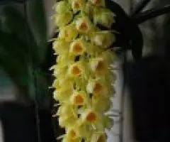  收藏分享182种兰花品种图鉴,涨涨姿势