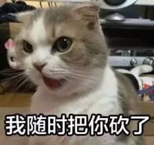 猫猫狗狗表情包感冒