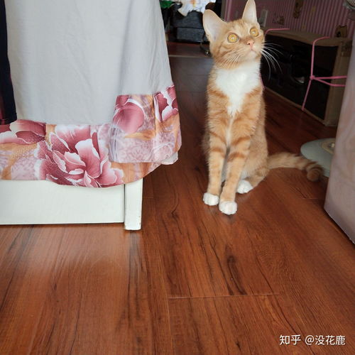  你见过最好看的橘猫长什么样