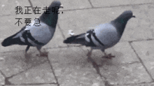  春雨我没放你鸽子哦