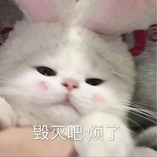  可爱的猫猫表情包情侣聊天必备