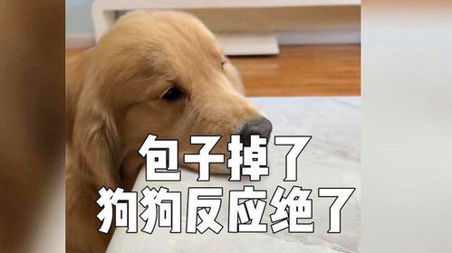 包子掉了,狗狗可开心了