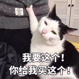  猫咪撒娇表情包你开枪吧,反正我的心早已死了搜狐搞笑搜狐网
