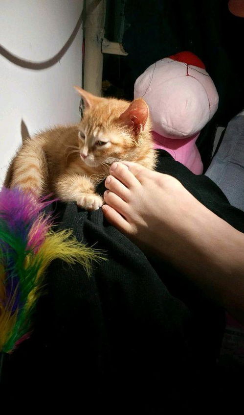 去花鸟市场,买来一只小橘猫,喂养一个月后,我们的噩梦就开始了
