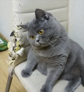 这15句掏心窝子的话,是猫咪最想对你说的,边看边哭