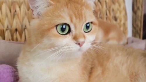  小奶猫打架输了,一脸委屈巴巴的表情太萌了