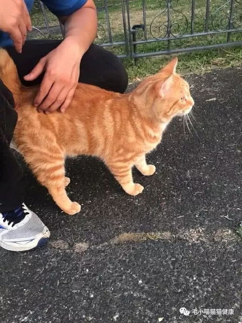  路上遇到了一只橘猫,转身就躺下让我摸它,大过年的不会是要碰瓷吧