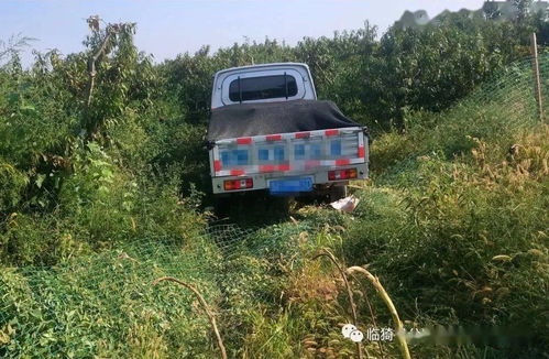  临猗司机犯困打盹货车窜进桃树地