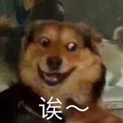 太那个了吧表情包狗狗