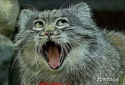  地球上最奇特的猫主子,长得又肥又圆,常常被人做成表情包