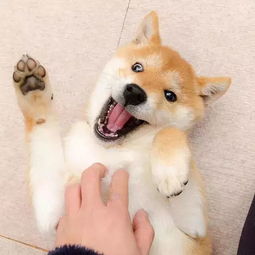  日本这只爱刷牙的柴犬火了刷牙照萌翻无数网友