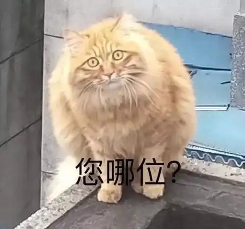  在最热猫咪表情包大合集速收