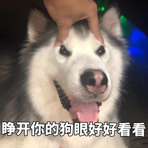  狗真能看见人看不到的东西男子监控中看到,狗和幽灵狗玩耍